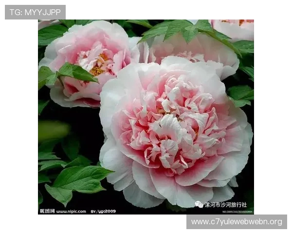 牡丹国际娱乐场:丰富的优惠活动让每位玩家都能享受实惠福利 牡丹国际娱乐场:丰富的优惠活动让每位玩家都能享受实惠福利